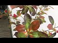 Plantsrus roberts 60 inch magnolia tree potted plant