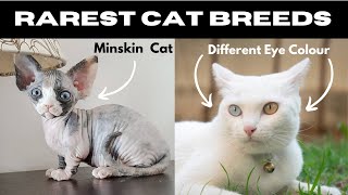 5 Rarest Cat Breeds You’ve Never Heard Of - Are They In Danger | Furrytopia