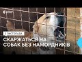 Проблеми з безпритульними тваринами в Миколаєві