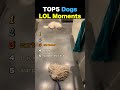TOP5 Dogs LOL Moments