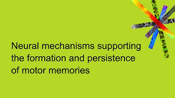 Neural mechanisms supporting the formation and persistence of motor memories