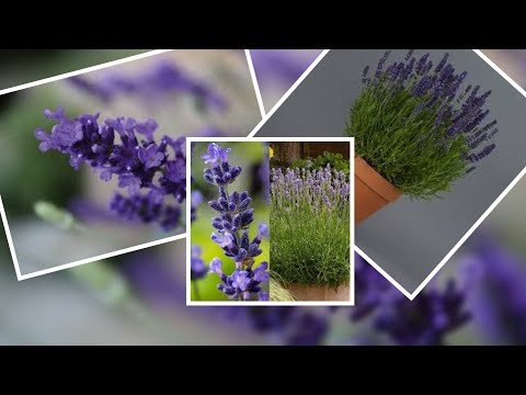 Video: Hoće li lavanda preživjeti zimu?