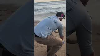 This sea turtle walk was conducted by SLC & the EAI with FFWC with permitted guides.
