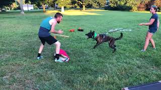 Salem 9 months bite work with Walter que (first time on harness)