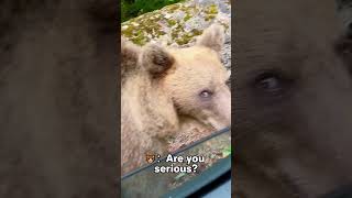 You have never seen the other side of the bear.#funny #funnyvideo #viral