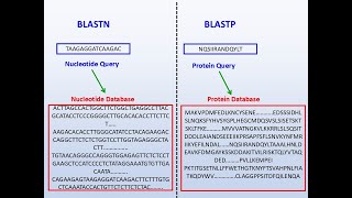 Bioinf Class 9C, BLASTN, BLASTP, BLASTX, TBLASTN and TBLASTX
