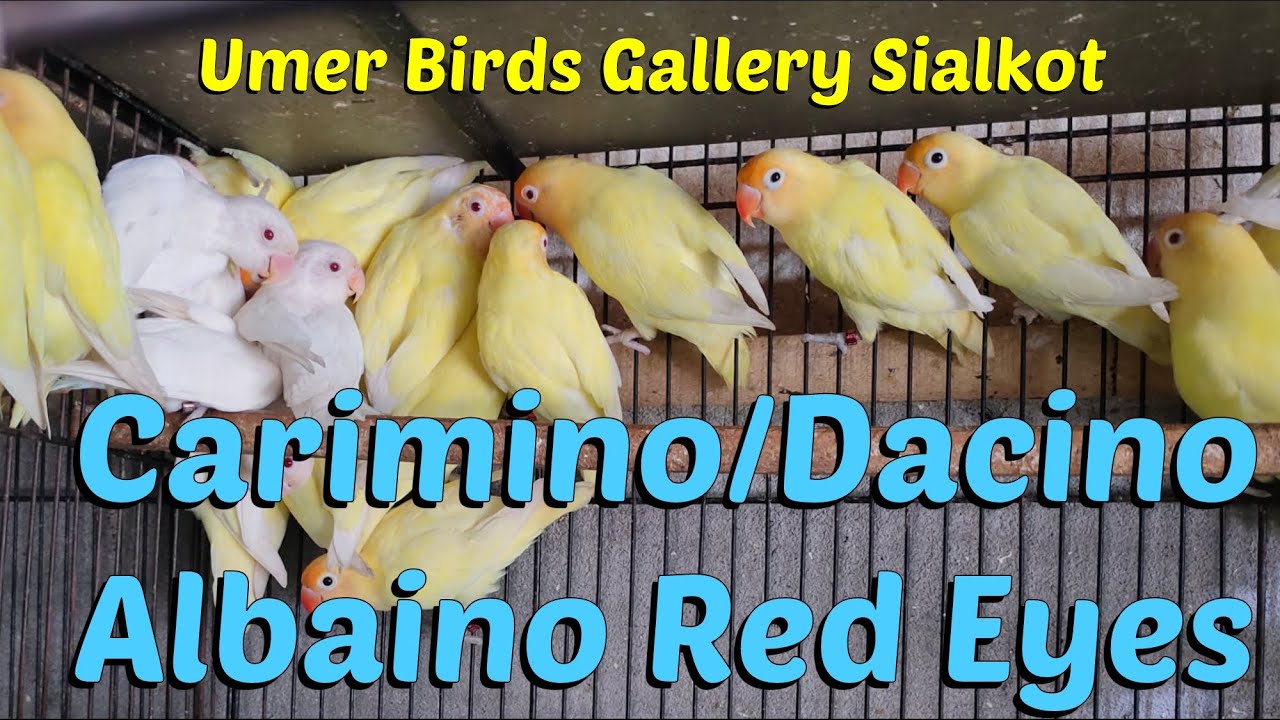 Carimino Love Bird/Dacino Love Bird/Albino Red Eye Love Bird/Sale In SKT/Umer Birds Gallery Sialkot