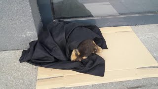 Small puppy was left in front of bank