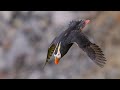 Tufted puffin clown bird from alaska