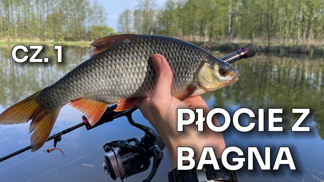 ŁOWIENIE BIAŁORYBU W KWIETNIU / PŁOCIE - WZDRĘGI NA SPINNING UL / CZ. 1