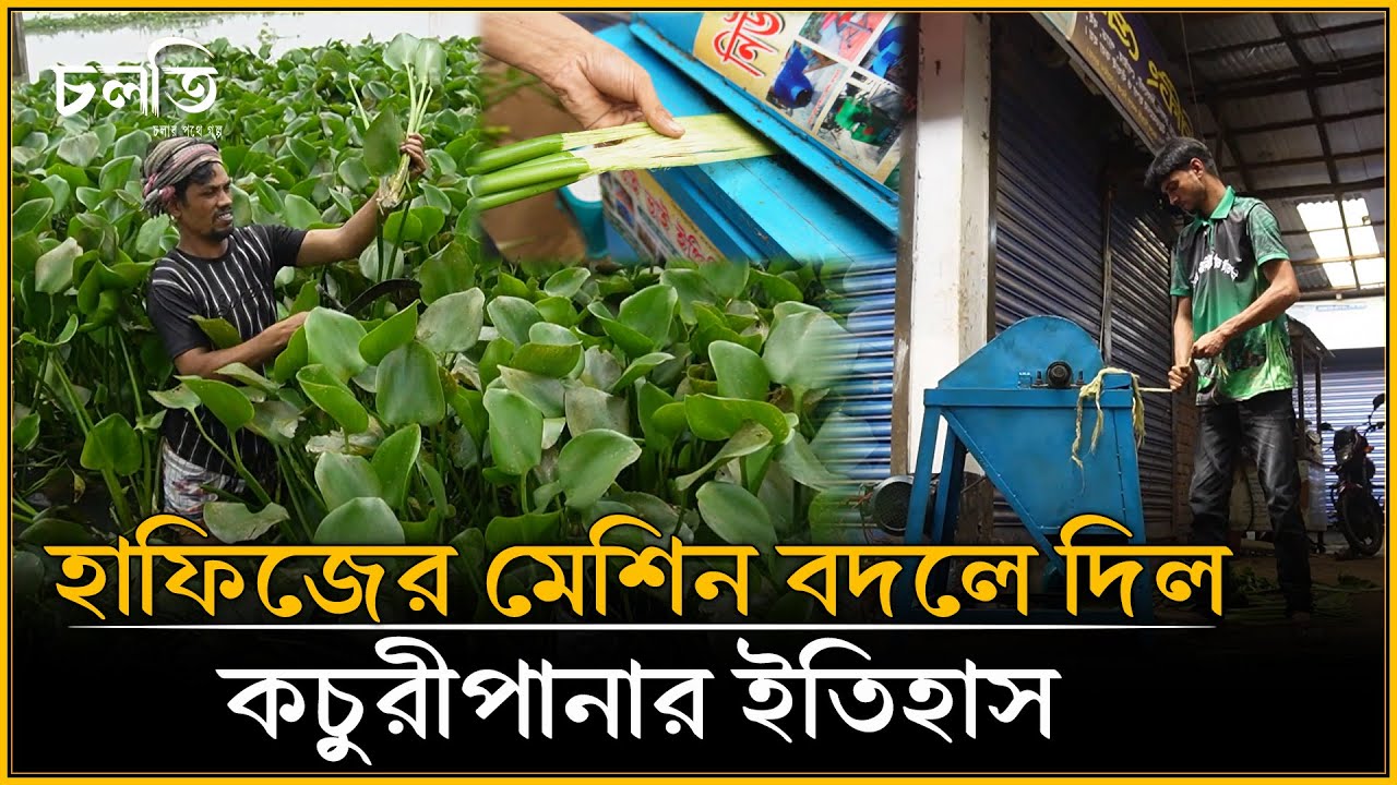 কচুরীপানায় লুকানো সোনার খনি | চলতি কৃষি