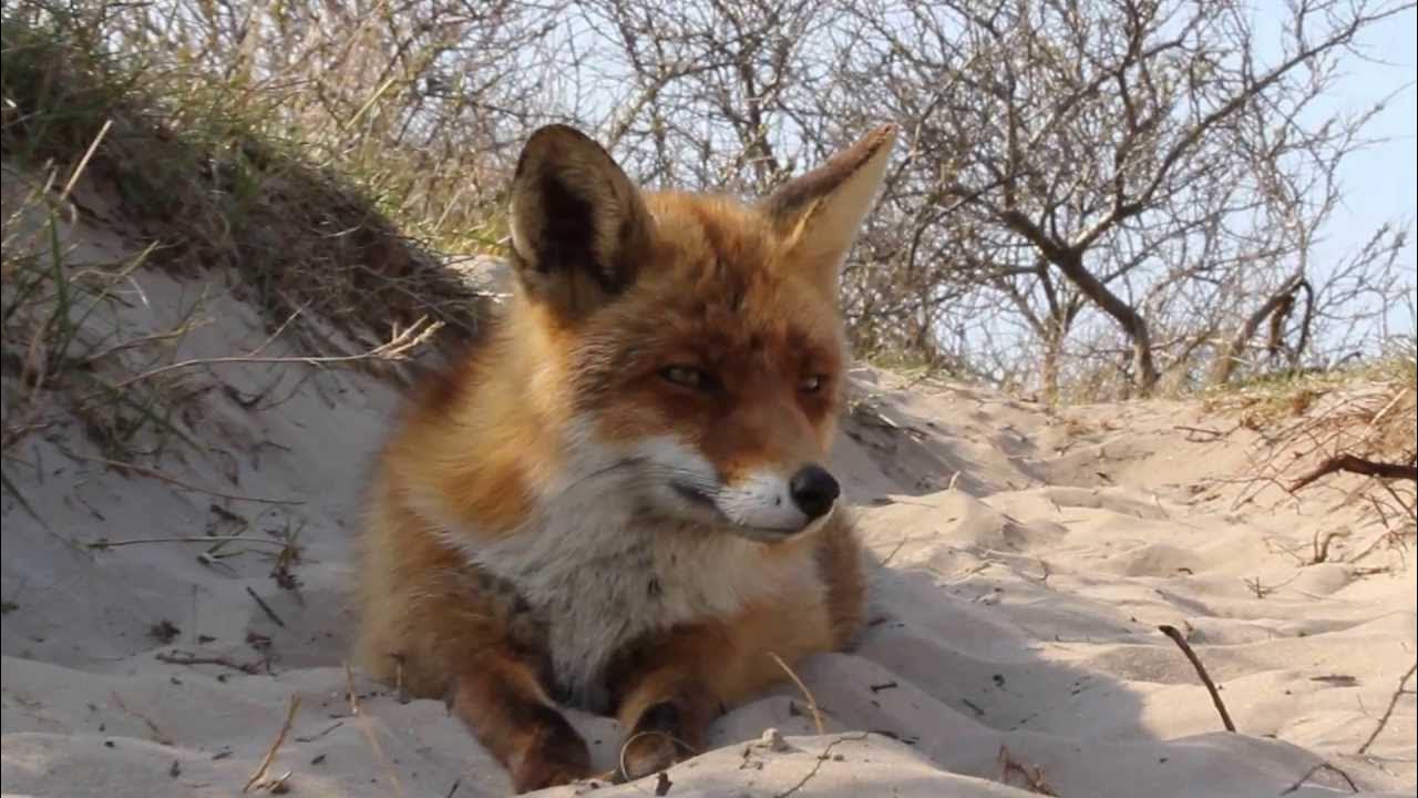 Лисы Бич. Sad Fox. Sand Fox. Fox beach