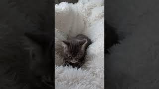 Cat Baked Bread for Everyone