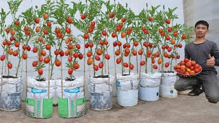 Growing tomatoes in soil bags like this will help you save money on buying tomatoes