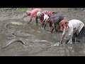 Amazing! Rainy Day Village People lot of Fish Catching by Hand in the Bill- Asia Traditional Fishing