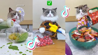 That Little Puff | Cats Make Food 😻 | TikTok Compilation 2023 #14