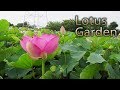 Ibaraki  lotus garden at tone shinsui park 2018  4k 