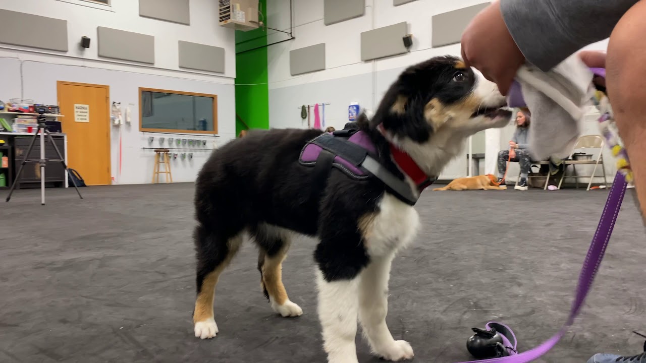 Narnia Pet Behavior and Training Week 5 of the 6 weeks training. YouTube