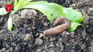 Remove snails from the garden in a natural way