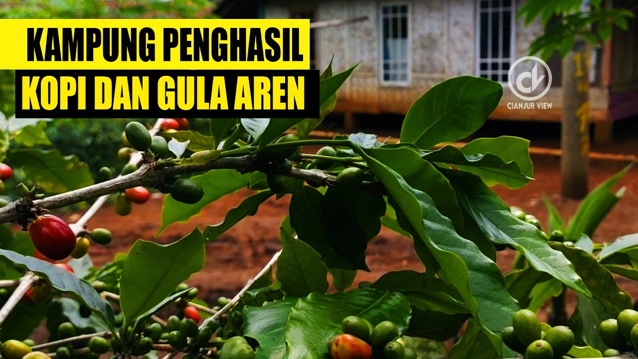 KAMPUNG PENGHASIL GULA AREN DAN KOPI - cianjur view ramadhan