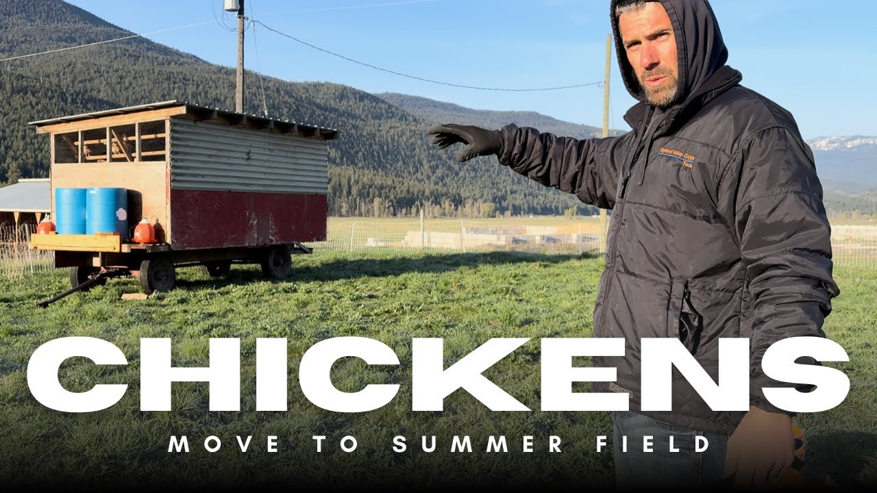 Выпас птицы – Летняя подготовка