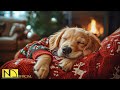 24 Hours Of Relaxing Music For Dogs Anti Separation Anxiety Relief Music Sleep Dog Healing No Ads