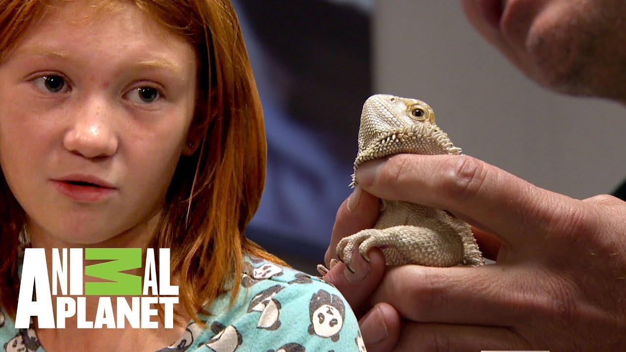 Examinando un dragón barbudo | Dr. Jeff, Veterinario | Animal Planet