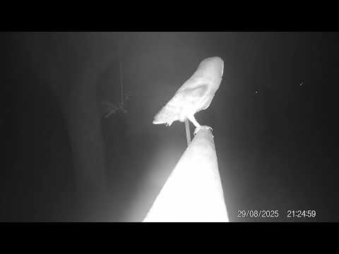 Reintroducen lechuzas en bosques de Montjuïc para favorecer el control de ratas