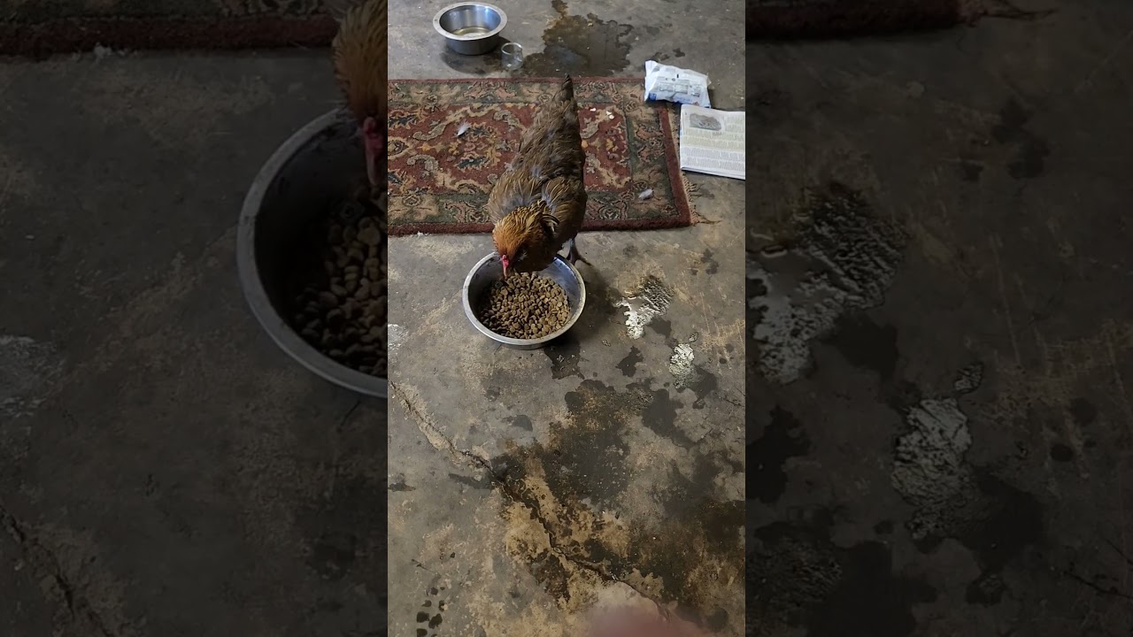 post fox encounter, dog food therapy 