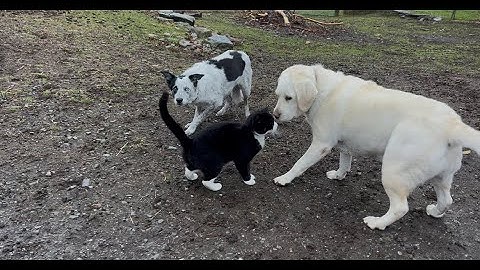 Good Monday Morning from Bedlam Farm 11/10/25. Ten Years Of Monday Morning Videos