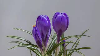 Timelapse Of Crocus Blossom Flower Timelapse Videos Timelight Videos