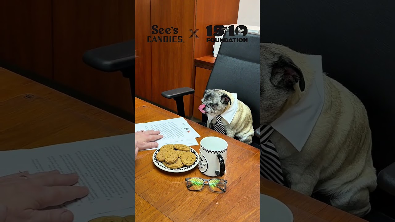 Celebrate Dogust with See's Candies