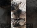 جريمه تسريب الpets قطه متسربه مسكينه متبهدله النقاء البراءه Pets Explore 