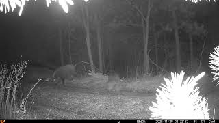 Derra Te Eger Sjellja E Cuditshme Perball Kamerave Kurth