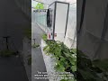 Strawberry Greenhouse Solutions
