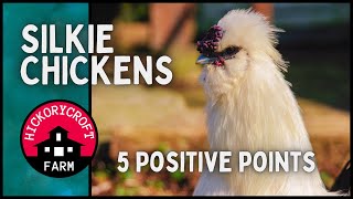 Raising SILKIE CHICKENS: Some Positives About Raising BANTAM Silkies We Have Learned (Year 1)
