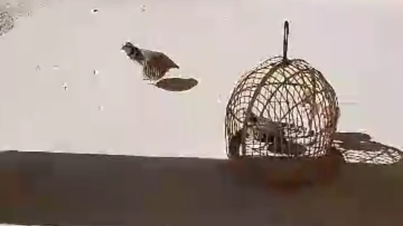 Сураки Такакамар 1500 сомонӣ тел: +992935466102