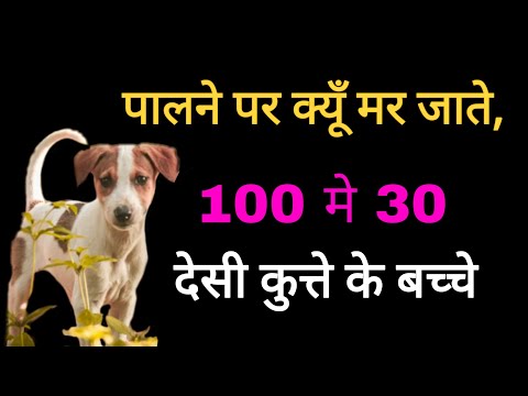 वीडियो: एक कुत्ते को उपनाम के आदी कैसे करें