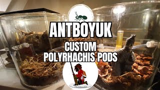 Polyrhachis Dives get a new home! From AntBoyUK! Review & Set up!