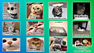 Kitten Stickers for WhatsApp screenshot 5
