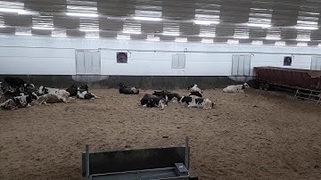 Compost Bedding Pack Dairy Barn (2018)