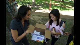 Owl rescue at Rice University screenshot 2