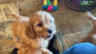 Lolly’s F1b Cavapoos