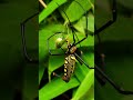 The Incredible Skill of a Web-Weaving Spider
