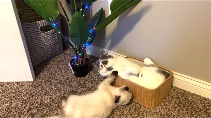 Watch the video about Happy Mon Cheri Cattery Customer Adds A Second Exotic Shorthair Kitten For Double The Fun ❤️🐱
