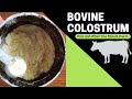 How And When You Should Use Colostrum How And When You Should Use Colostrum