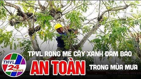 TPVL rong mé cây xanh đảm bảo an toàn trong mùa mưa