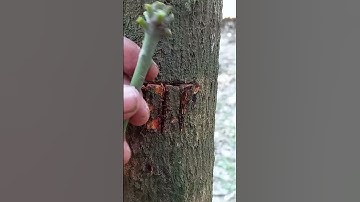 Three Multi grafting On One Mango Tree#indoorplants #highlights #Flowers #viralvideoシ #viewers