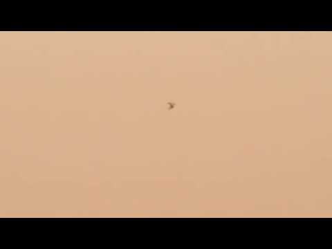 الجارح طير احمد مطر 