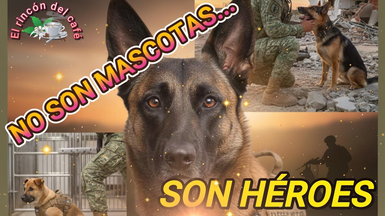 Así ENTRENAN a los PERROS GUERREROS de la SEDENA: ¡IMPRESIONANTE!